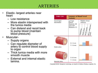 ARTERIES
 