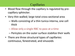 • Blood flow through the capillary is regulated by pre-
capillary sphincter.
• Very thin walled; large total cross-sectional area
– Walls consisting of a thin tunica interna, one cell
thick
– Allow only a single RBC to pass at a time
– Pericytes on the outer surface stabilize their walls
• There are three structural types of capillaries:
continuous, fenestrated, and sinusoids
Capillaries
 