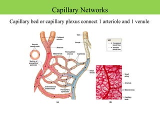 Figure 21-5
Capillary bed or capillary plexus connect 1 arteriole and 1 venule
Capillary Networks
 