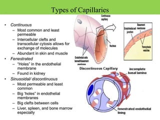 Types of Capillaries
 
