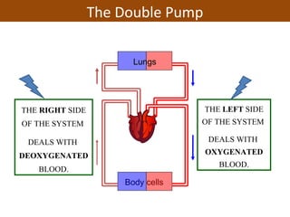 Lungs
Body cells
THE RIGHT SIDE
OF THE SYSTEM
DEALS WITH
DEOXYGENATED
BLOOD.
THE LEFT SIDE
OF THE SYSTEM
DEALS WITH
OXYGENATED
BLOOD.
The Double Pump
 