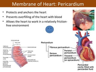 • Protects and anchors the heart
• Prevents overfilling of the heart with blood
• Allows the heart to work in a relatively friction-
free environment
Membrane of Heart: Pericardium
 