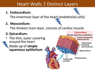 1. Endocardium:
The innermost layer of the heart (endothelial cells)
2. Myocardium:
The thickest main layer, consists of cardiac muscle
Heart Walls 3 Distinct Layers
3. Epicardium:
• The thin, outer covering
around the heart
• Made up of simple
squamous epithelium
Epicardium
 