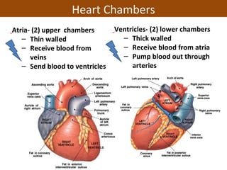 Atria- (2) upper chambers
– Thin walled
– Receive blood from
veins
– Send blood to ventricles
Ventricles- (2) lower chambers
– Thick walled
– Receive blood from atria
– Pump blood out through
arteries
Heart Chambers
 