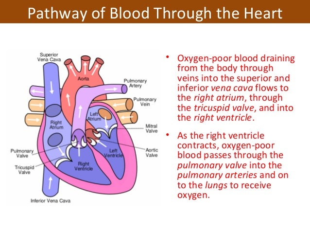 Unit 3 cardiovascular system nrs237 Unit 3 cardiovascular system nrs237