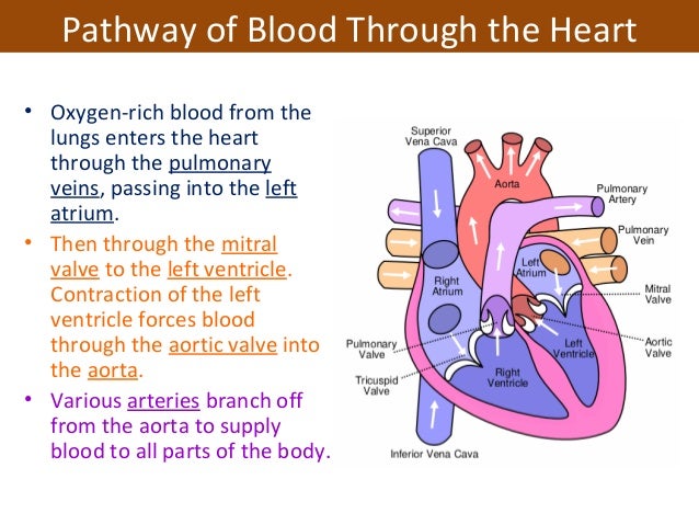 Unit 3 Cardiovascular System Nrs237