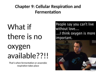 Chapter 9: Cellular Respiration and
Fermentation
What if
there is no
oxygen
available??!!
That’s when fermentation or anaerobic
respiration takes place
 