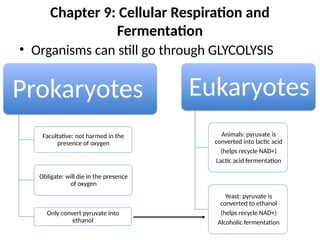 Chapter 9: Cellular Respiration and
Fermentation
• Organisms can still go through GLYCOLYSIS
Prokaryotes
Facultative: not harmed in the
presence of oxygen
Obligate: will die in the presence
of oxygen
Only convert pyruvate into
ethanol
Eukaryotes
Animals: pyruvate is
converted into lactic acid
(helps recycle NAD+)
Lactic acid fermentation
Yeast: pyruvate is
converted to ethanol
(helps recycle NAD+)
Alcoholic fermentation
 