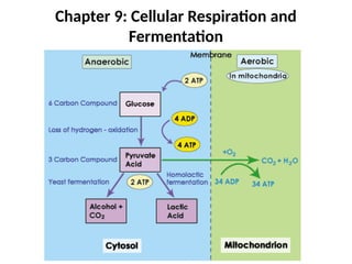 Chapter 9: Cellular Respiration and
Fermentation
 