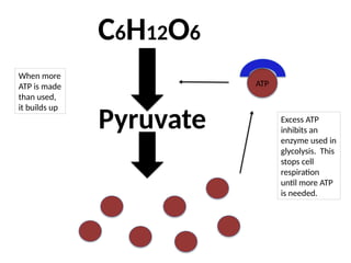 C6H12O6
Pyruvate
ATP
When more
ATP is made
than used,
it builds up
Excess ATP
inhibits an
enzyme used in
glycolysis. This
stops cell
respiration
until more ATP
is needed.
 