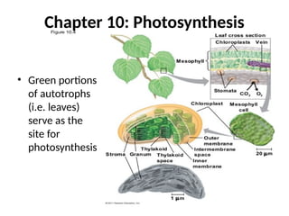 Chapter 10: Photosynthesis
• Green portions
of autotrophs
(i.e. leaves)
serve as the
site for
photosynthesis
 