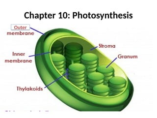 Chapter 10: Photosynthesis
Outer
 