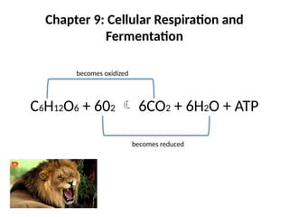 Chapter 9: Cellular Respiration and
Fermentation
C6H12O6 + 602  6CO2 + 6H2O + ATP
becomes oxidized
becomes reduced
 
