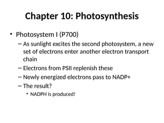 Chapter 10: Photosynthesis
• Photosystem I (P700)
– As sunlight excites the second photosystem, a new
set of electrons enter another electron transport
chain
– Electrons from PSII replenish these
– Newly energized electrons pass to NADP+
– The result?
• NADPH is produced!
 