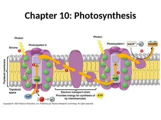 Chapter 10: Photosynthesis
 