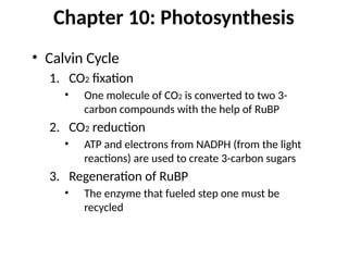 Chapter 10: Photosynthesis
• Calvin Cycle
1. CO2 fixation
• One molecule of CO2 is converted to two 3-
carbon compounds with the help of RuBP
2. CO2 reduction
• ATP and electrons from NADPH (from the light
reactions) are used to create 3-carbon sugars
3. Regeneration of RuBP
• The enzyme that fueled step one must be
recycled
 