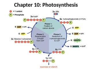 Chapter 10: Photosynthesis
 