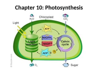 Chapter 10: Photosynthesis
 