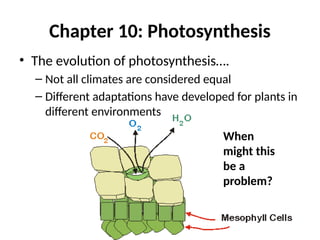 Chapter 10: Photosynthesis
• The evolution of photosynthesis….
– Not all climates are considered equal
– Different adaptations have developed for plants in
different environments
When
might this
be a
problem?
 