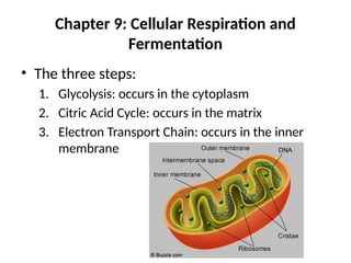 Chapter 9: Cellular Respiration and
Fermentation
• The three steps:
1. Glycolysis: occurs in the cytoplasm
2. Citric Acid Cycle: occurs in the matrix
3. Electron Transport Chain: occurs in the inner
membrane
 