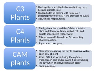 • Photosynthetic activity declines on hot, dry days
because stomata close
• Oxygen builds up binding with Rubicsco 
photorespiration (uses ATP and produces no sugar)
• Rice, wheat, maples, tulips
C3
Plants
• The light reactions and the Calvin cycle take
place in different cells (mesophyll cells and
bundle sheath cells respectively)
• This separates Rubisco from O2 preventing
photorespiration
• Sugarcane, corn, grass
C4
Plants
• Close stomata during the day to conserve water;
open only at night
• Stores CO2 it absorbs during the night as
crassulacean acid and releases it as CO2 during
the day when photosynthesis can occur
• Cacti, pineapple
CAM
plants
 