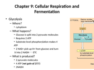 Chapter 9: Cellular Respiration and
Fermentation
• Glycolysis
– Where?
• cytoplasm
– What happens?
• Glucose is split into 2 pyruvate molecules
• Requires 2 ATP
• Substrate level phosphorylation makes 4
ATP
• 2 NAD+ pick up H+ from glucose and turn
it into 2 NADH  ETC
– What is produced?
• 2 pyruvate molecules
• 4 ATP (net gain of 2!!!!)
• 2NADH
 