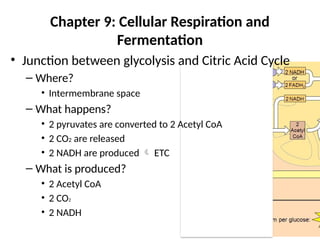 Chapter 9: Cellular Respiration and
Fermentation
• Junction between glycolysis and Citric Acid Cycle
– Where?
• Intermembrane space
– What happens?
• 2 pyruvates are converted to 2 Acetyl CoA
• 2 CO2 are released
• 2 NADH are produced  ETC
– What is produced?
• 2 Acetyl CoA
• 2 CO2
• 2 NADH
 