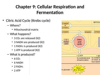 Chapter 9: Cellular Respiration and
Fermentation
• Citric Acid Cycle (Krebs cycle)
– Where?
• Mitochondrial matrix
– What happens?
• 3 CO2 are released (X2)
• 3 NADH are produced (X2)
• 1 FADH2 is produced (X2)
• 1 ATP is produced (X2)
– What is produced?
• 6 CO2
• 6 NADH
• 2 FADH2
• 2 ATP
 