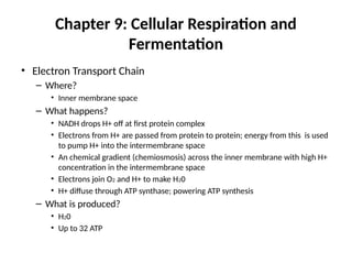 Chapter 9: Cellular Respiration and
Fermentation
• Electron Transport Chain
– Where?
• Inner membrane space
– What happens?
• NADH drops H+ off at first protein complex
• Electrons from H+ are passed from protein to protein; energy from this is used
to pump H+ into the intermembrane space
• An chemical gradient (chemiosmosis) across the inner membrane with high H+
concentration in the intermembrane space
• Electrons join O2 and H+ to make H20
• H+ diffuse through ATP synthase; powering ATP synthesis
– What is produced?
• H20
• Up to 32 ATP
 
