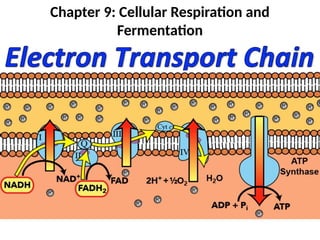 Chapter 9: Cellular Respiration and
Fermentation
 