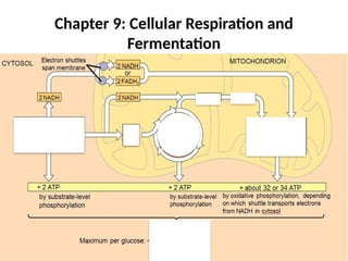 Chapter 9: Cellular Respiration and
Fermentation
 