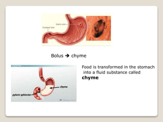 Food is transformed in the stomach
into a fluid substance called
chyme
Bolus  chyme
 