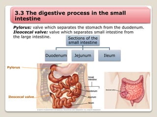 3.3 The digestive process in the small
intestine
Pylorus: valve which separates the stomach from the duodenum.
Ileocecal valve: valve which separates small intestine from
the large intestine. Sections of the
small intestine
Duodenum Jejunum Ileum
Pylorus
Ileocecal valve
 