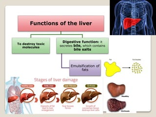 Functions of the liver
To destroy toxic
molecules
Digestive function: it
secretes bile, which contains
bile salts
Emulsification of
fats
 