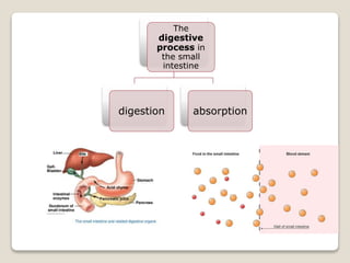 The
digestive
process in
the small
intestine
digestion absorption
 