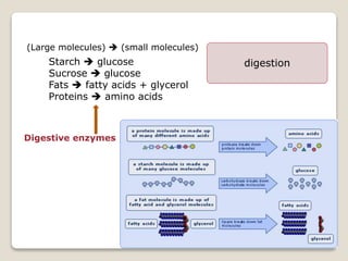 Starch  glucose
Sucrose  glucose
Fats  fatty acids + glycerol
Proteins  amino acids
Digestive enzymes
(Large molecules)  (small molecules)
digestion
 