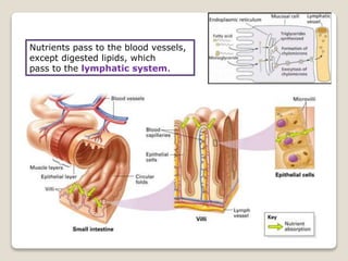 Nutrients pass to the blood vessels,
except digested lipids, which
pass to the lymphatic system.
 