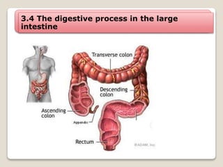 3.4 The digestive process in the large
intestine
cecum
(ciego)
 