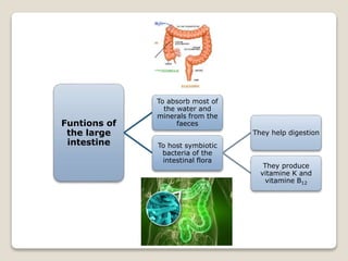 Funtions of
the large
intestine
To absorb most of
the water and
minerals from the
faeces
To host symbiotic
bacteria of the
intestinal flora
They help digestion
They produce
vitamine K and
vitamine B12
 