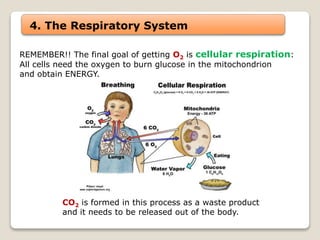 4. The Respiratory System
REMEMBER!! The final goal of getting O2 is cellular respiration:
All cells need the oxygen to burn glucose in the mitochondrion
and obtain ENERGY.
CO2 is formed in this process as a waste product
and it needs to be released out of the body.
 
