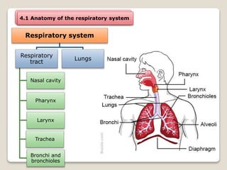 4.1 Anatomy of the respiratory system
Respiratory system
Respiratory
tract
Nasal cavity
Pharynx
Larynx
Trachea
Bronchi and
bronchioles
Lungs
 