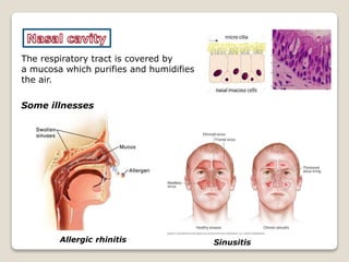 The respiratory tract is covered by
a mucosa which purifies and humidifies
the air.
SinusitisAllergic rhinitis
Some illnesses
 