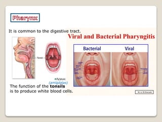 It is common to the digestive tract.
The function of the tonsils
is to produce white blood cells.
(amígdalas)
 