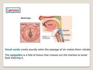 Vocal cords create sounds when the passage of air makes them vibrate.
The epiglottis is a fold of tissue that crosses out the trachea to avoid
food entering it.
 