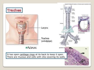 It has open cartilage rings at its back to keep it open.
There are mucous and cells with cilia covering its walls.
 