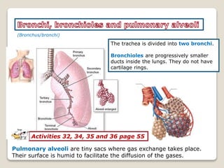 (Bronchus/bronchi)
The trachea is divided into two bronchi.
Bronchioles are progressively smaller
ducts inside the lungs. They do not have
cartilage rings.
Pulmonary alveoli are tiny sacs where gas exchange takes place.
Their surface is humid to facilitate the diffusion of the gases.
Activities 32, 34, 35 and 36 page 55
 