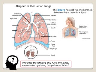 Why does the left lung only have two lobes,
whereas the right lung has got three lobes?
The pleura has got two membranes.
Between them there is a liquid.
 
