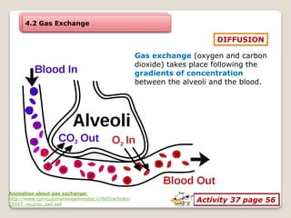 4.2 Gas Exchange
DIFFUSION
Gas exchange (oxygen and carbon
dioxide) takes place following the
gradients of concentration
between the alveoli and the blood.
Activity 37 page 56
Animation about gas exchange:
http://www.curriculumenlineamineduc.cl/605/articles-
25457_recurso_swf.swf
 