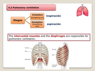 4.3 Pulmonary ventilation
Stages
Inhalation
(breathing in)
Exhalation
(breathing
out)
inspiración
espiración
The intercostal muscles and the diaphragm are responsible for
pulmonary ventilation.
 