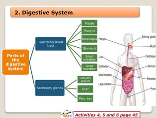 2. Digestive System
Parts of
the
digestive
system
Gastrointestinal
tract
Mouth
Pharynx
Esophagus
Stomach
Small
intestine
Large
intestine
Accessory glands
Salivary
glands
Liver
Pancreas
Activities 4, 5 and 6 page 45
 